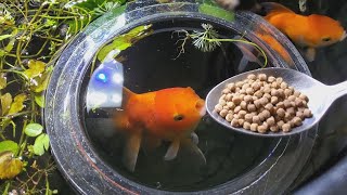 feeding my goldfish  INDOOR MINI POND [upl. by Bruis]