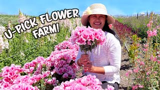 Pick Your Own Flowers At The Farm In Salinas California 🌸🪴🌼 [upl. by Naziaf]