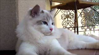 Blue Lynx Point Bicolor Ragdoll [upl. by Nohj341]