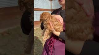 Carnelian  Apricot Red Cavapoo Male [upl. by Delsman]