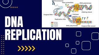 DNA Replication  Malayalam  Biochemistry  Cell amp Molecular Biology [upl. by Ardnik151]