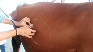 Auscultation with Percussion to diagnose  RDA Right side Abomasal Dispalcement in Cow Ping sound [upl. by Yhtrod]