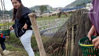 PICkING STRAWBERRY LA TRINIDAD BENGUET [upl. by Perlie]