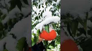 Beautiful fruit orange cutting । [upl. by Moriah]