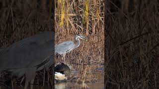 Great Blue Herons Breakfast birds greatblueheron shorts wildlife birding nikonz8 [upl. by Gabie]