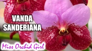 Vanda Euanthe sanderiana Orchid in bloom  The pink Walingwaling [upl. by Irret]