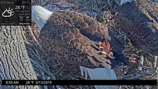 Eagle Dad Joins Nest and Eaglets Wrestle [upl. by Ecirpak851]