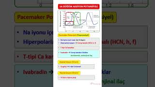 SİNOATRİAL DÜĞÜM AKSİYON POTANSİYELİ [upl. by Irehs]