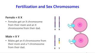 Homologous Chromosomes [upl. by Tillford]