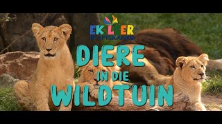 Ongelooflike ontmoetings Wilde diere in die wildtuin – n Natuurlike Skouspel van die groot vyf [upl. by Jorin]