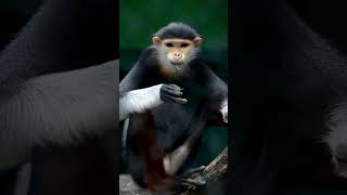 Vibrant and Rare RedShanked Douc Langur  animals shorts wildlife [upl. by Akiras]