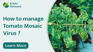 Tomato Mosaic Virus Symptoms and Management  Mosaic Virus  Krishi Network [upl. by Yzzik]