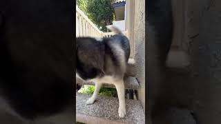 Hide and Sniff bamboozled dog dogs husky huskies cutedog cutedogs funnydogs dogmom funny [upl. by Malva585]