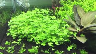 Hydrocotyle tripartita Tropica Scaper tank dennerle [upl. by Darcey]