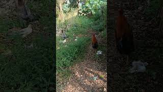 Rooster Definition amp Meaning animals [upl. by Shulins]