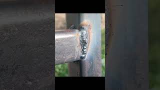 Tips for vertical welding of thin iron boxes welding welder diy [upl. by Atineb]