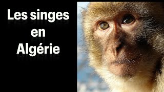 Les singes en Algérie [upl. by Zonda765]