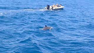 Unforgettable Mauritius My Tropical Adventure amp Island Highlights Dolphin Festival  Clive Coetzee [upl. by Yrollam]