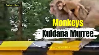 Monkeys  ASL kuldana Murree [upl. by Hearsh]