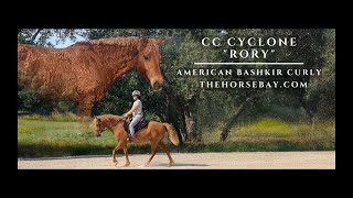 quotMeet CC Cyclone” Sorrel Registered American Bashkir Curly Gelding For Sale Husband Safe Gaited [upl. by Atsyrc400]