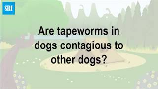 Are tapeworms in dogs contagious to other dogs [upl. by Loesceke]