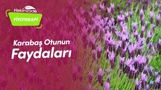 🌿 Karabaş otunun faydaları  Beyin Hafıza ve Nörolojik Problemler [upl. by Rahs]