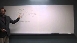 Hybridization of Atoms of Pyridoxal Phosphate 001 [upl. by Attemaj]