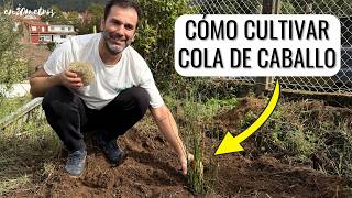 AHORA CULTIVO YO LA COLA DE CABALLO cómo plantar y cómo usar equisetum horsetail  en20metros [upl. by Bernstein]