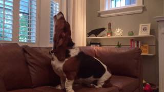 basset hound howling [upl. by Leagiba62]