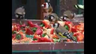 Goldfinches in my aviary [upl. by Wagner]