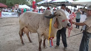 Feria de Sabanalarga 2014 [upl. by Linson]