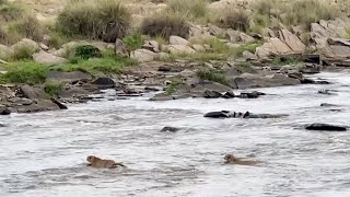 Cheetahs barely escapes crocodile infested river [upl. by Berglund11]