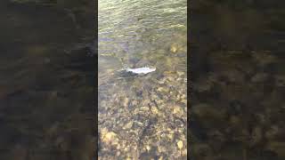 Wallowa River Rainbow [upl. by Kristien]