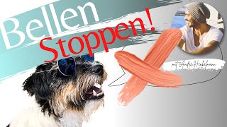 So kannst du das Bellen deines Hundes stoppen ProfiTippsHundeerziehung [upl. by Letsirc]