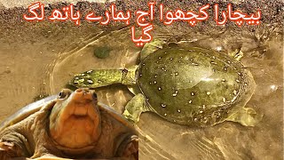 Rescue turtle 🐢 from dry up place build tortoise pond for turtle shelter temporary [upl. by Acebber391]