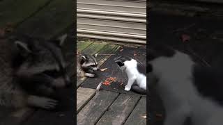 Cat Swats Hands of Raccoon Trying to Steal Food From Under Deck While They Eat  1210322 [upl. by Lettig993]