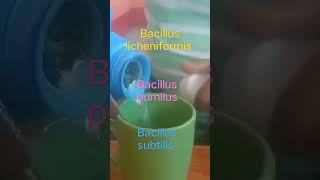 goodbacteria bacillus licheniformis bacillus pumilus bacillus subtilis [upl. by Alah962]