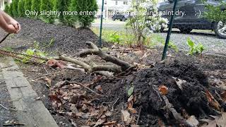 How to Remove a Tree Stump with a Chain Hoist  Come Along [upl. by Uolymme]