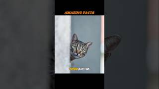 MindBlowing FactsYour Brain’s Power Cats Dreaming amp Morecat facts shortfacts viralshorts [upl. by Aryad]