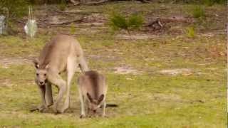 Eastern Grey Kangaroos Macropus giganteus in Girraween National Park 1 [upl. by Ilagam191]