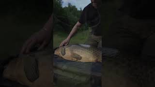 CARP FISHING NO KILL [upl. by Pappas240]