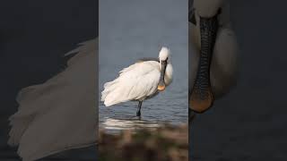 Spoonbill in Slowmotion [upl. by Aelanna452]