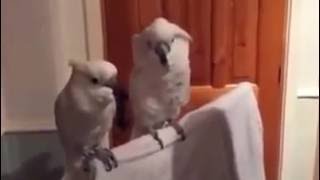 Funny Parrot Dancing To Guitar [upl. by Babette]