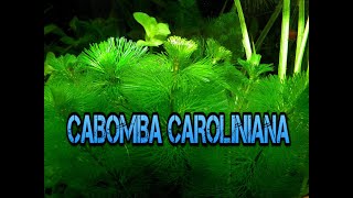 Cabomba Caroliniana [upl. by Ingamar]