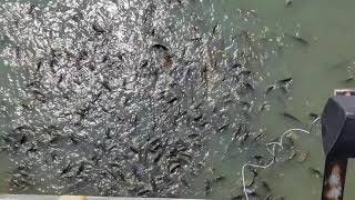 1000 carp feeding frenzy [upl. by Ayanaj769]