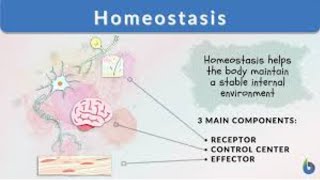 Homeostasis class 12 chap 15 Biology [upl. by Quintana]