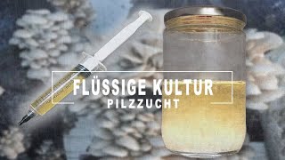 Pilzflüssigkultur reproduzieren und GELD SPAREN  Pilze züchten und Vermehren [upl. by Firahs193]