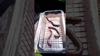 Earth worms 🪱 Feeding my fish🐟 viralvideo fishtank aquarium short Tamil [upl. by Dickinson]