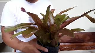 How to propagate bromeliads Dissecting Pup from mother plant [upl. by Chard83]