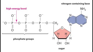 HIGH ENERGY MOLECULES [upl. by Jerry]